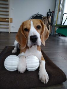 Tiergestuetzte-Therapie-mit-Hund-1152x1536